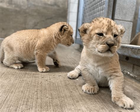 African Lion Cubs With Mother