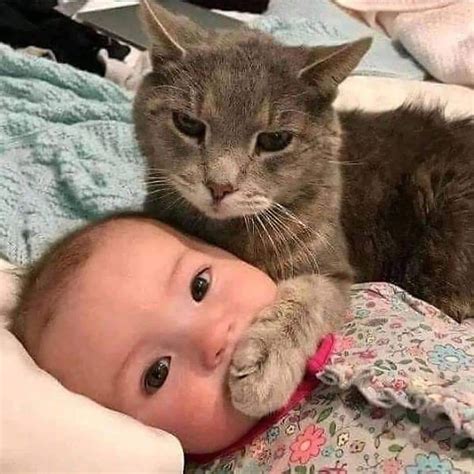 baby with cat Blank Template - Imgflip