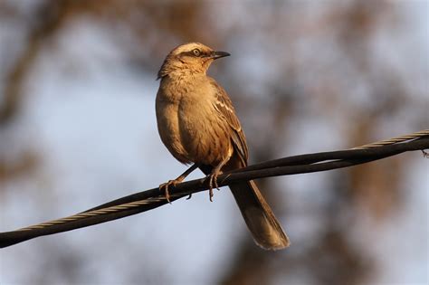 chalk-browed mockingbird | BirdForum