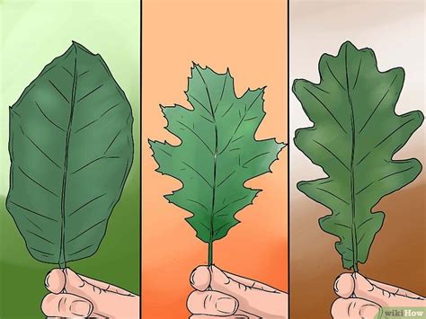 Comment identifier les feuilles de chêne (avec images) | Oak leaf ...