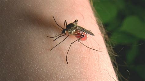 Mosquito Bites: Symptoms, Diseases, and Treatments