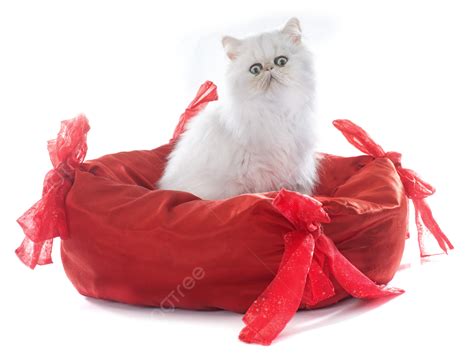 Persian Kitten Kitten Isolated White Background Photo And Picture For ...