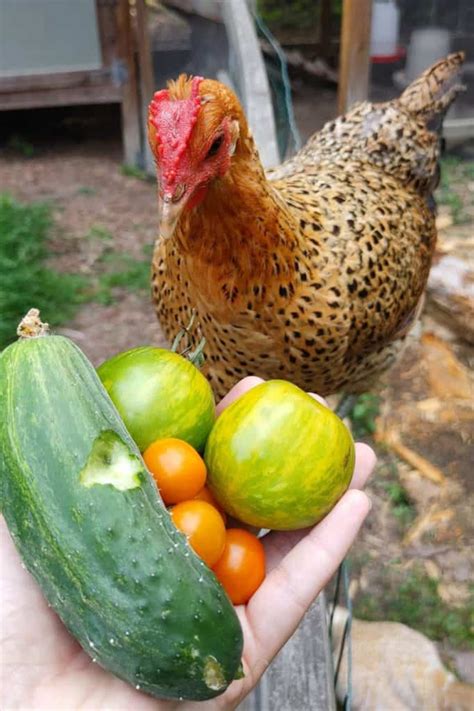 Sicilian Buttercup: Eggs, Temperament, Size and Raising Tips