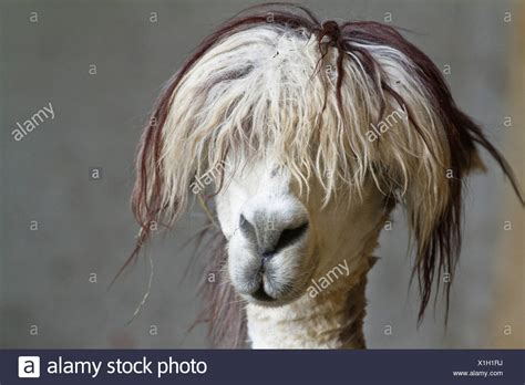 Funny Lama High Resolution Stock Photography and Images - Alamy