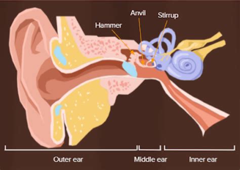 Anatomy Of Human Ear Hammer Anvil And Stirrup