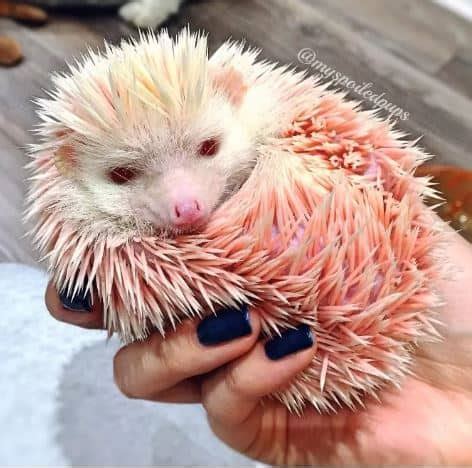 Hedgehog Breeds