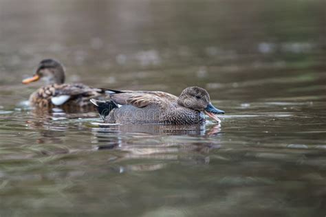 Pair of Gadwall in Habitat, Their Latin Name are Mareca Strepera Stock ...