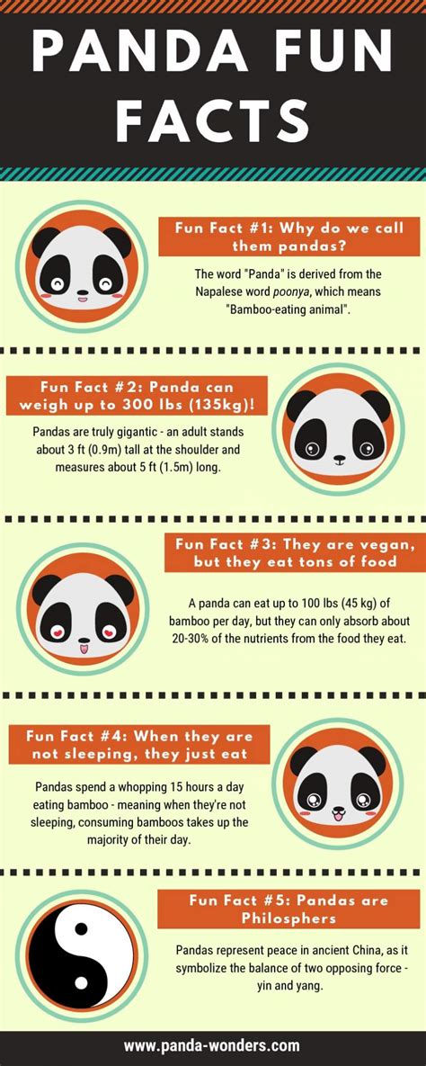 Giant Panda Fun Facts | Infographics Race