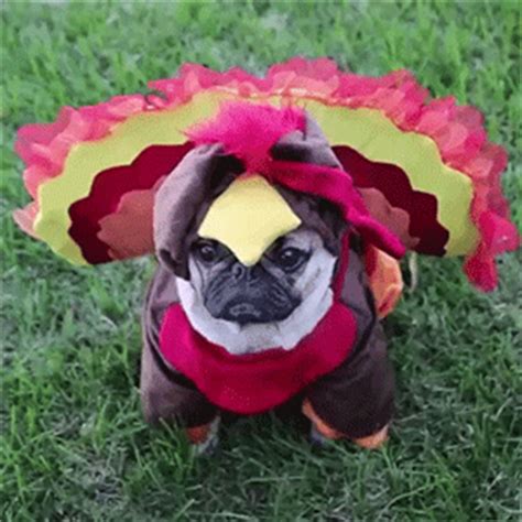 Funny Pug Dress As Turkey