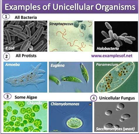 Examples of Unicellular Organisms Learn Biology, Cell Biology, Teaching ...