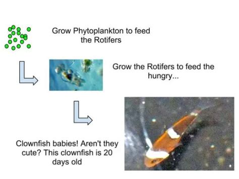 CLOWNFISH BREEDING JOURNAL