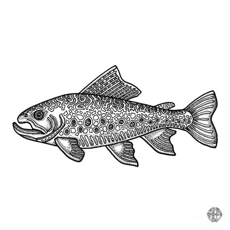 Brook Trout Drawing by Amy E Fraser | Pixels