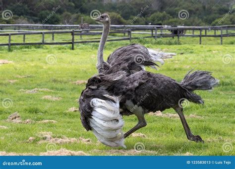 Ostrich Running On Grass Stock Photo | CartoonDealer.com #5440554