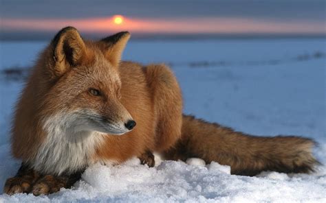 fox, Animals, Snow