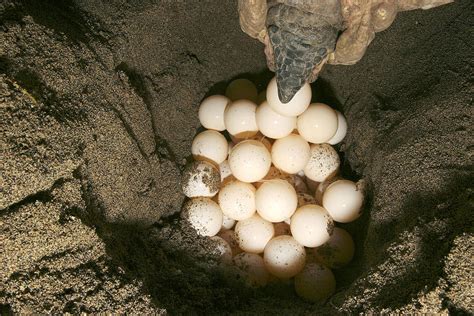 Green Turtle Laying Eggs Photograph by M. Watson - Pixels