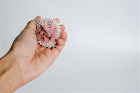 Baby Hedgehog Care Guide - The Pet Staff