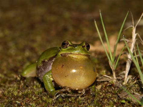 Tree Frog front Free Photo Download | FreeImages