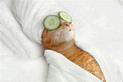 Spa Time for Cats – Little Tips to Pamper Them in Style - Cat Lovers