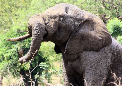 African Elephant Bathing 3 Free Photo Download | FreeImages