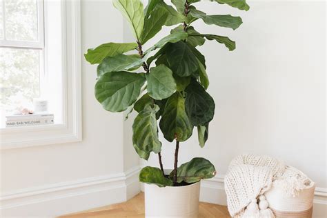 How to Care For a Fiddle Leaf Fig and Keep It Thriving