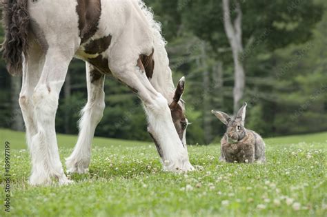 flemish giant rabbit and gypsy vanner horse foal graze clover Stock ...