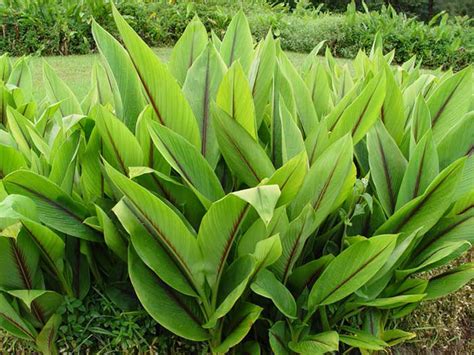 National Tropical Botanical Garden | Curcuma zedoaria - Plant Detail ...