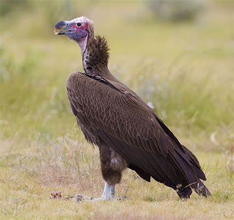 Lappet-faced vulture - Wikipedia