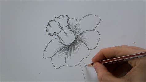 How To Draw Flowers For Beginners Step By Step ~ How To Draw Flowers In ...