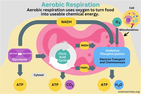 Aerobic Respiration Definition, Diagram, and Steps