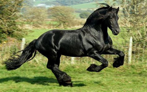 Black Horse Wallpapers - Wallpaper Cave