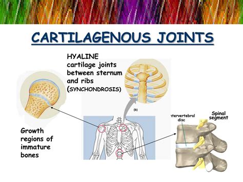 PPT - JOINTS PowerPoint Presentation, free download - ID:2418076