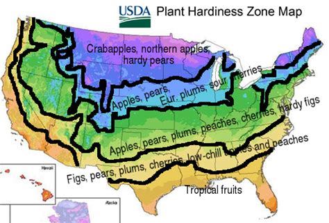 Planting fruit trees in a changing climate