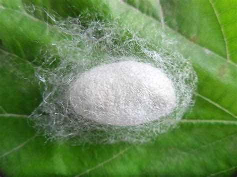 The life process of silkworm is being through larvae, cocoons, pupae ...