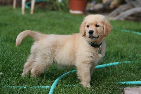 Golden Retriever Puppies | [#] Lunawsome