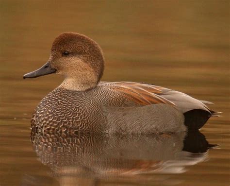 Male Gadwall | BirdNote