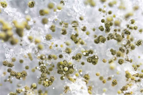 How Do Mold Spores Spread? | Mold Remediation | Healthy Air USA