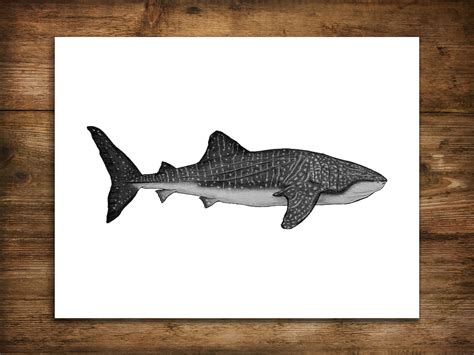 Shark Art Print Whale Shark Drawing Shark Artwork Pencil - Etsy