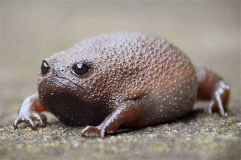 Catch A Sight Of African Rain Frogs That Look Like Angry Avocados