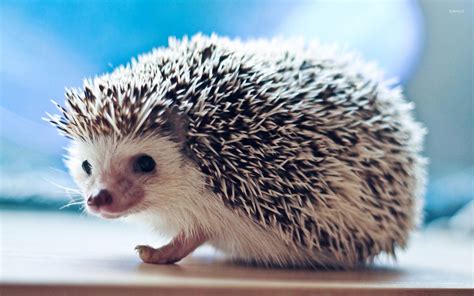 Cute Hedgehog Wallpaper - WallpaperSafari