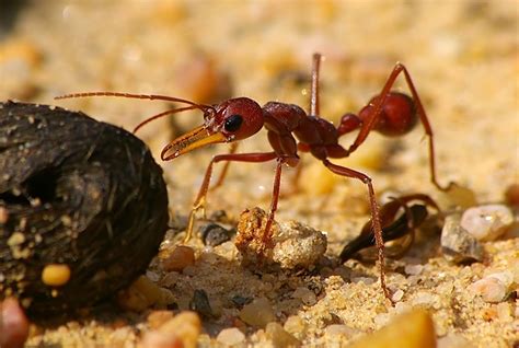 Bulldog Ant (Myrmecia) - Facts, Description and Pictures