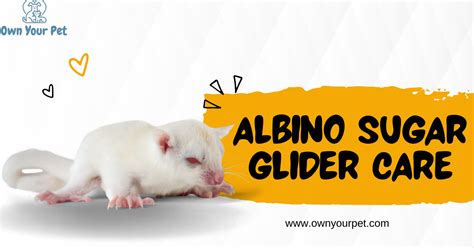 Albino Sugar Glider Care: Essential Tips for a Healthy Pet | Own Your Pet