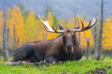 Alaska Wildlife Conservation Center