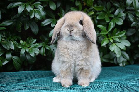 15 of the Best Pet Rabbit Breeds - PetHelpful