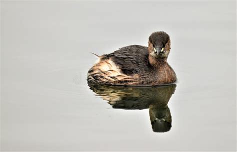 Little Grebe in Winter Plumage, at OldMoor, Barnsley. Stock Image ...