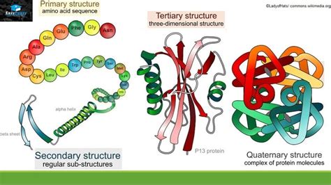 Structure And Function Of Proteins