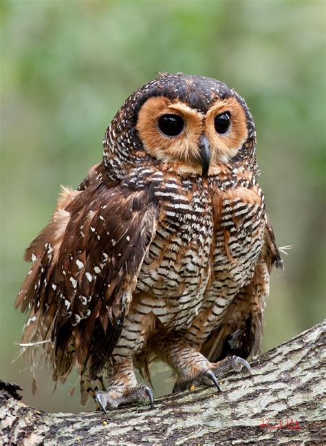 Ranking The 8 Most Adorable Species Of Owl | TheSlicedPan.com