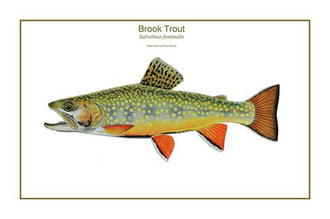 Brook Trout Drawing at GetDrawings | Free download