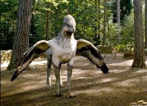 Hippogriff | Harry Potter Amino