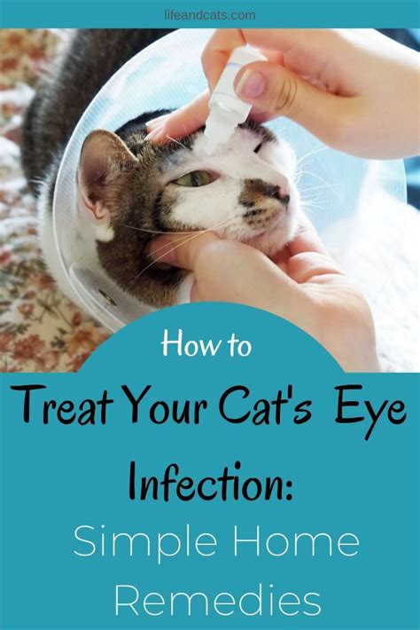 Keep Your Cat's Beautiful Eyes Clean and Healthy | Cat eye infection ...