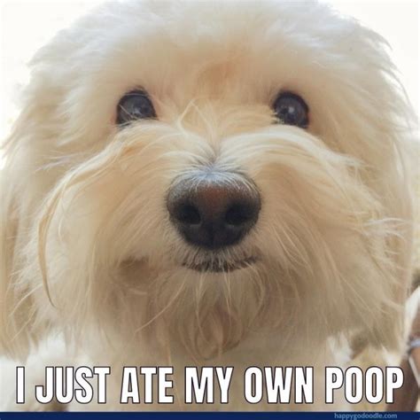 Smiling Dog Memes To Make Your Day Brighter 🤩 - Happy-Go-Doodle®